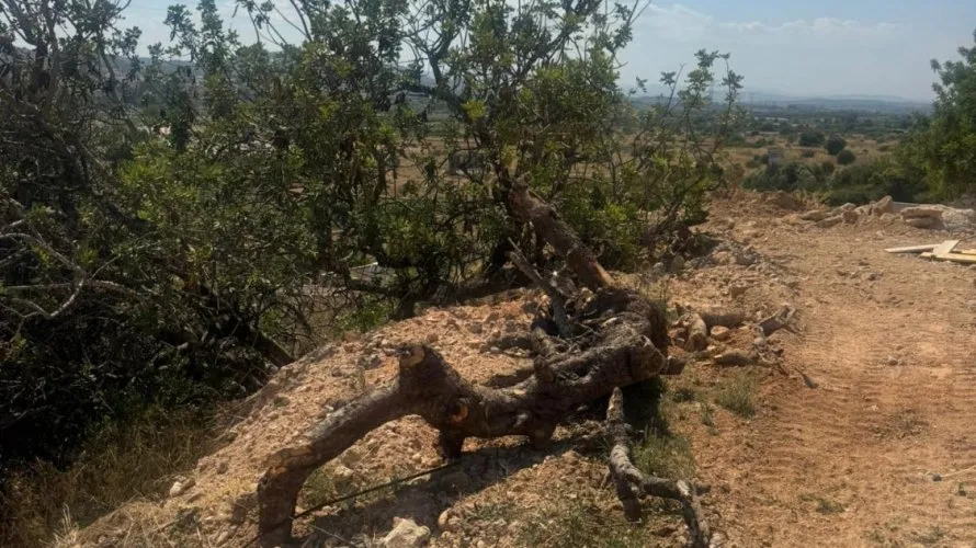 Parcela de en Riba-roja de Túria, Spain No. 1605 № 8