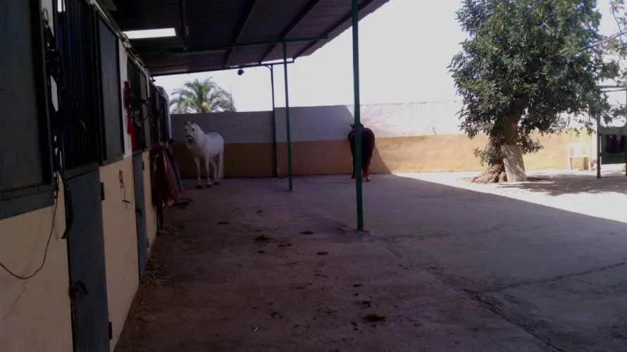 Propiedad comercial de 3 dormitorios en Elche, Spain No. 273 № 8