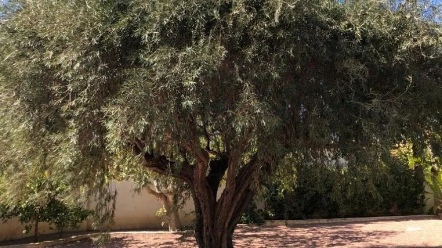 Villa de 236m² en Rojales, Spain No. 1358 № 6
