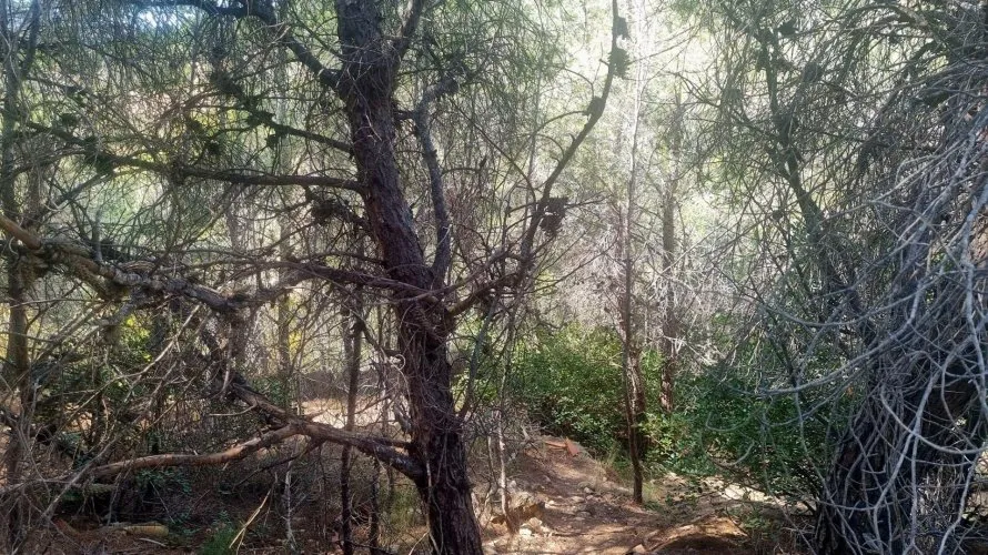 Parcela de en Galera de las Palmeras, Spain No. 730 № 6
