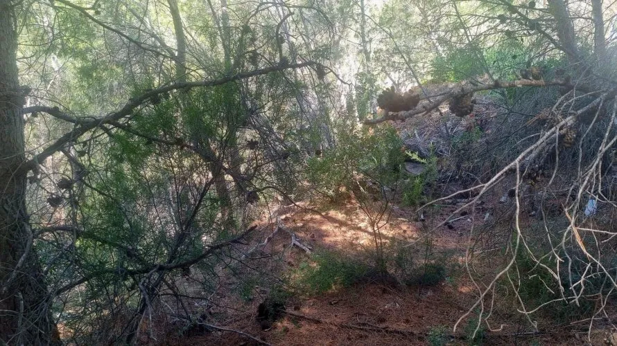Land plot de à Galera de las Palmeras, Spain No. 730 № 8