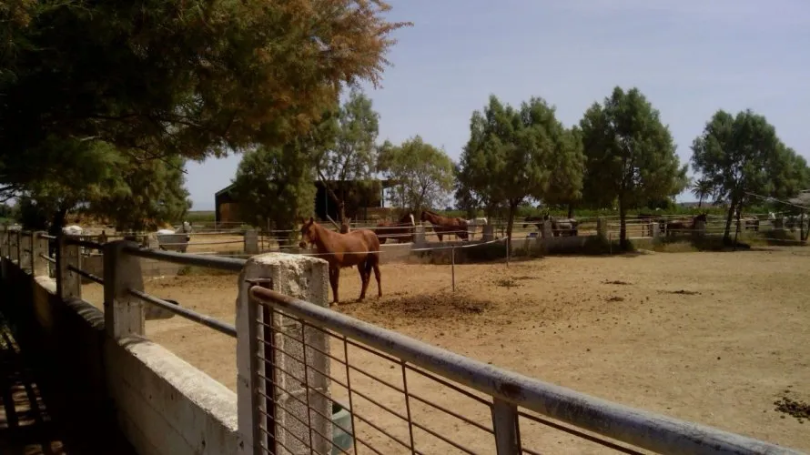 Коммерческая недвижимость с 3 спальнями в Эльче, Испания №273 № 11