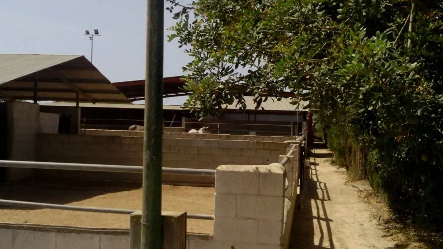 3 bedrooms commercial property for sale, Elche, Spain No. 273 № 24
